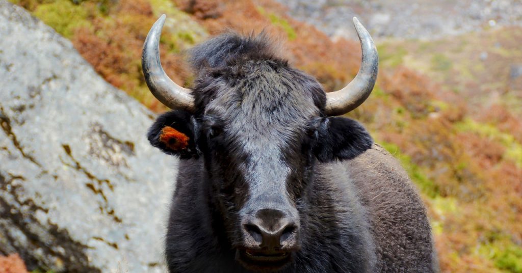 New 50-Year Battery: Is It Real or Just Hype New 50-Year Battery: Is It Real or Just Hype