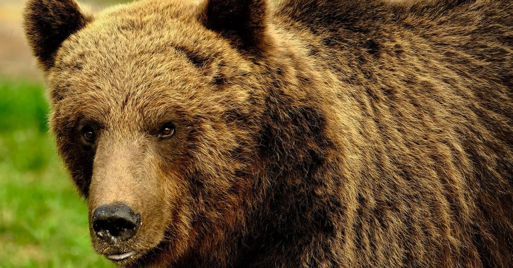 Challenges of Coexisting with Wild Bears in Europe: Balancing Conservation and Safety Challenges of Coexisting with Wild Bears in Europe: Balancing Conservation and Safety