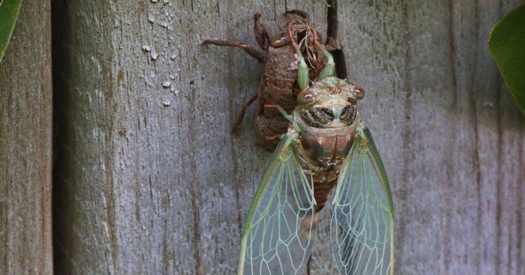Billions of Cicadas to Die and Fertilize the Earth After Brood X Emergence Billions of Cicadas to Die and Fertilize the Earth After Brood X Emergence