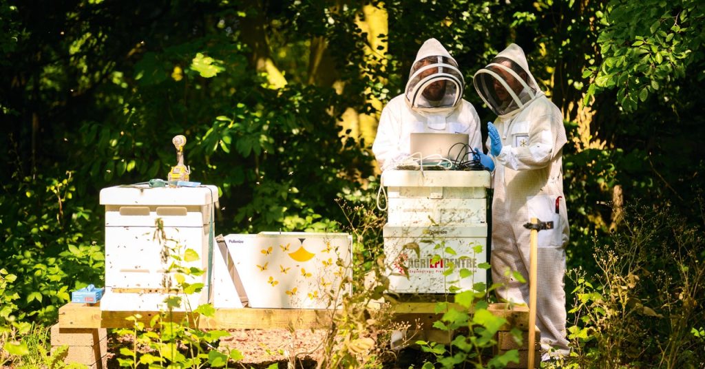 Honeybees Battle Deadly Murder Hornets for Survival Honeybees Battle Deadly Murder Hornets for Survival