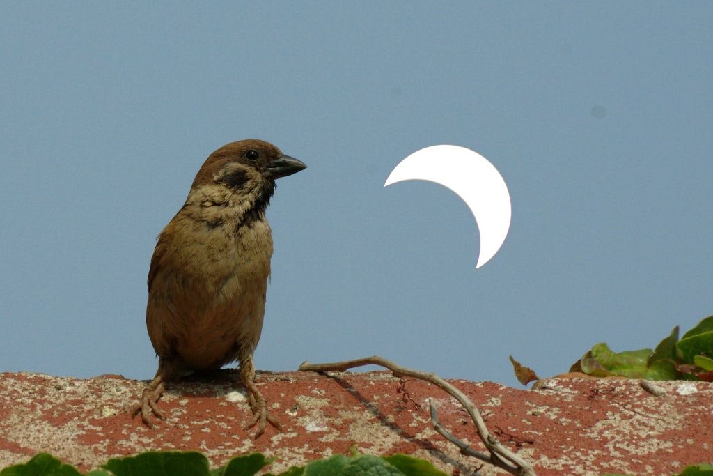 Image may contain Animal Beak Bird Sparrow ⁤Nature ​Night Outdoors Finch Astronomy and Moon