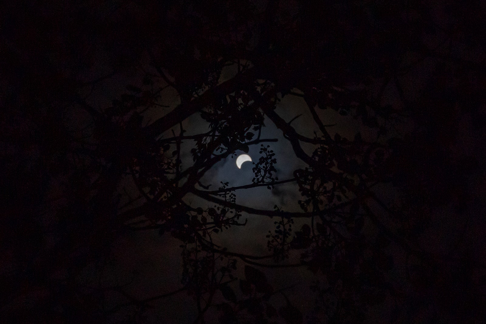 Photo of A partial solar eclipse seen through trees at the Franklin Institute in Philadelphia Pa. on April 8 2024.