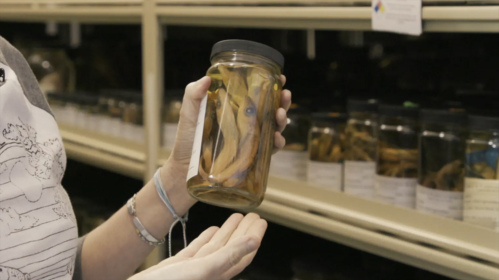 Chelsea Wood holds a jar of preserved ‌fish from the University⁤ of Washington⁣ Fish Collections.