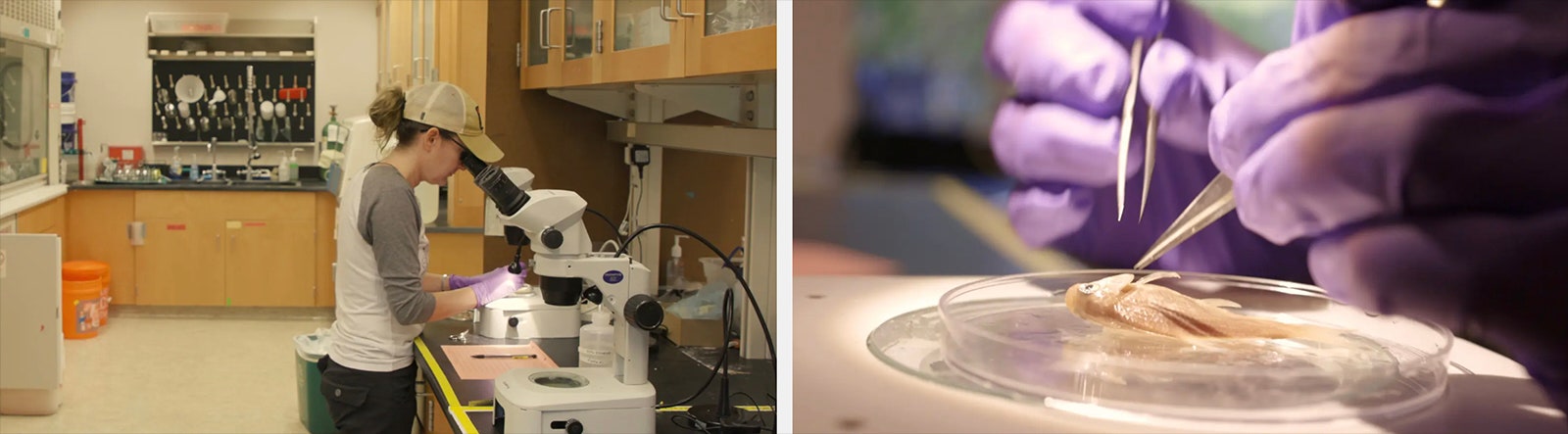 Chelsea Wood​ dissects‍ fish samples in her lab at the University‌ of Washington