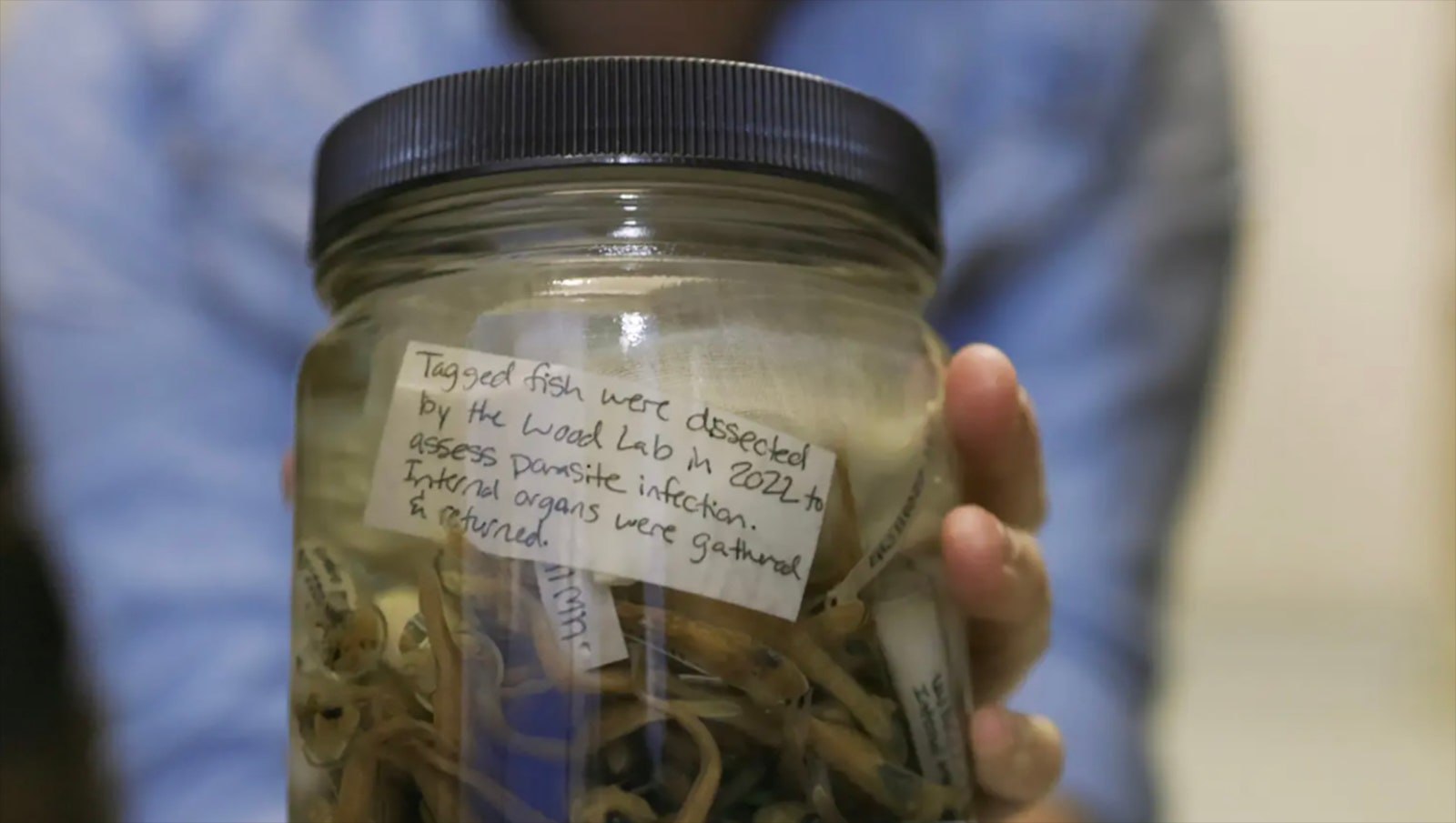 Chelsea ‍Wood holds ⁢a ‍jar of fish that her lab dissected