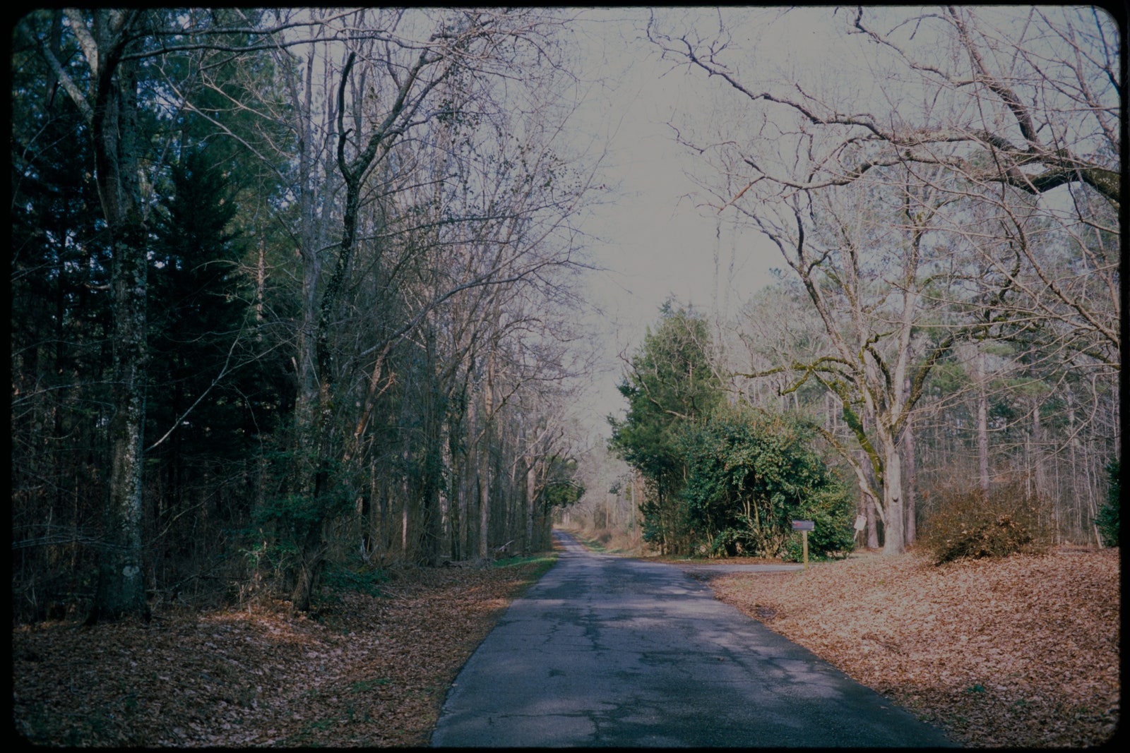 Grainy color photograph of a treelined road disappearing onto the horizon