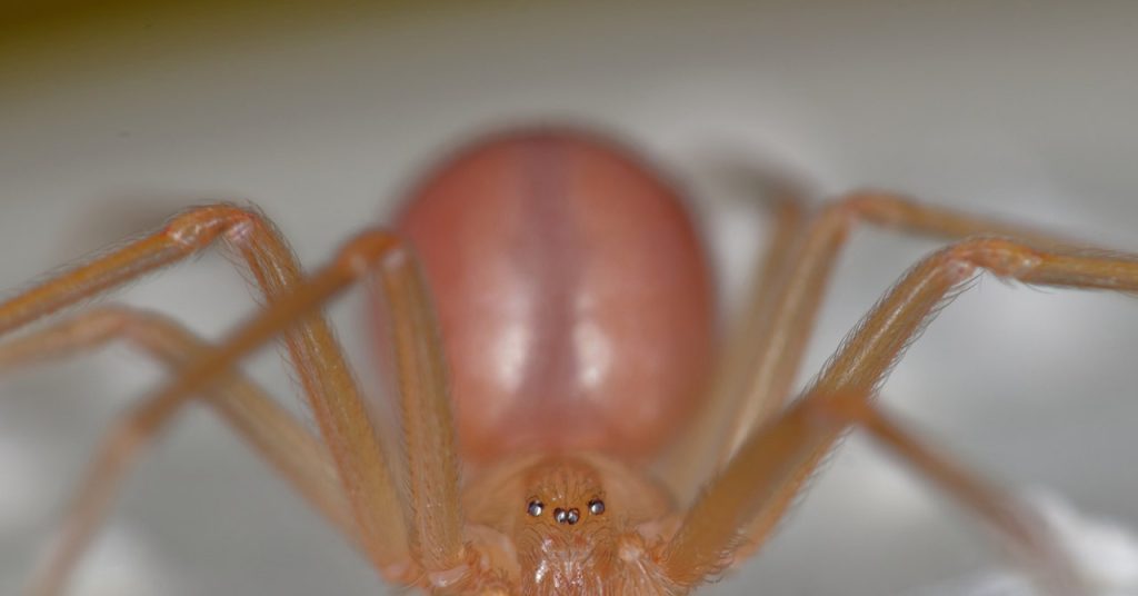 Recluse Spider Season: Debunking the Myth Recluse Spider Season: Debunking the Myth